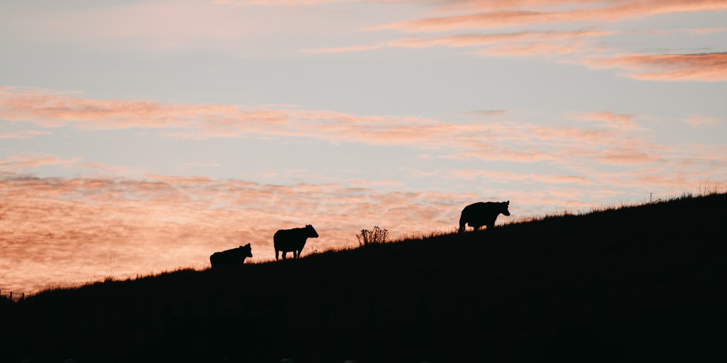 Carne do Pampa Gaúcho: o que a torna tão&nbsp;especial?